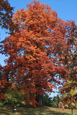 Quercus rubra - dub červený - podzimní habitus
